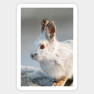 Snowshoe Hare Sticker